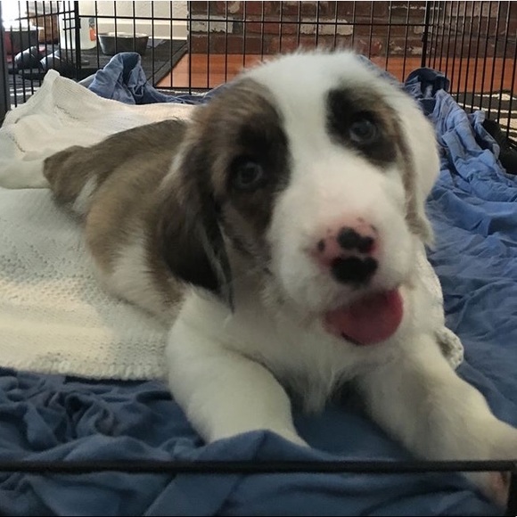 Meet your Posher, TotallyTimber - Picture 2 of 4